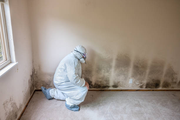 Best HVAC Mold Remediation in Elida, OH