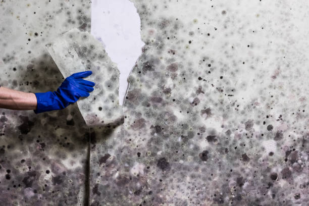 Elida, OH Mold Remediation Company